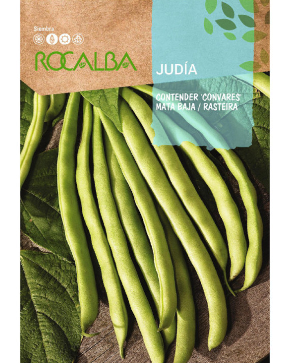 ROCA JUDIA CONTENDER RAZA CONVARES...