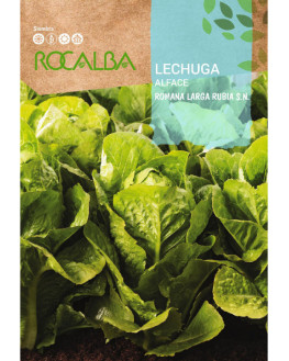 ROCA LECHUGA ROMANA LARGA...