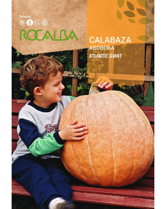ROCA CALABAZA ATLANTIC GIANT SHCA0245
