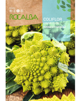 ROCA COLIFLOR ROMANESCO...