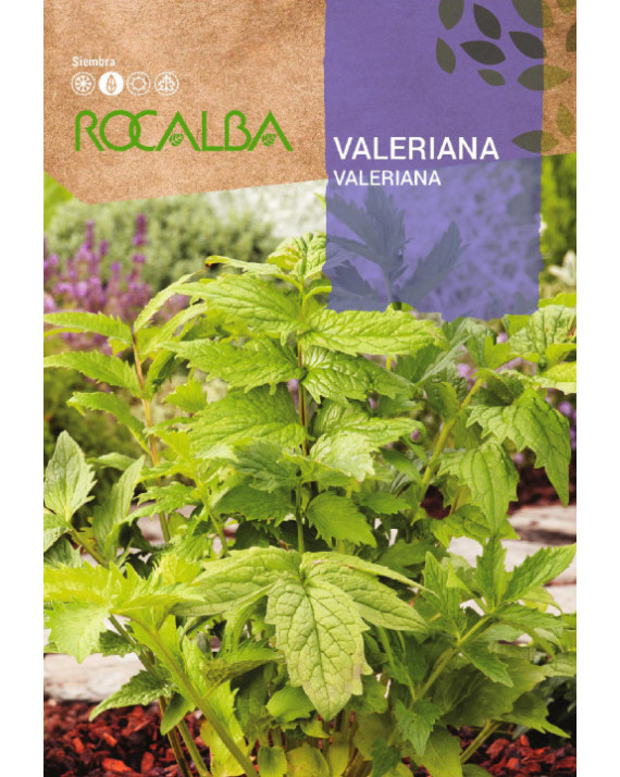 ROCA VALERIANA FNAM7915