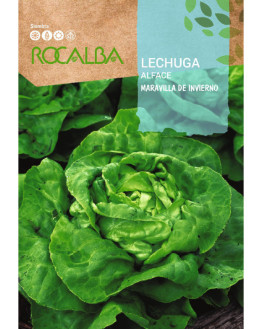 ROCA LECHUGA MARAVILLA DE...