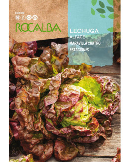 ROCA LECHUGA MARAVILLA...