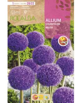 ROCA ALLIUM GIGANTEUM...