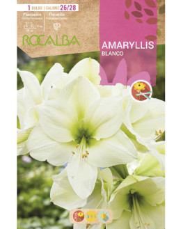 ROCA AMARYLLIS BLANCO...