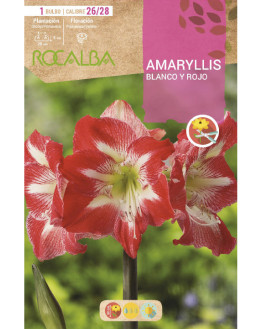 ROCA AMARYLLIS BLANCO Y...