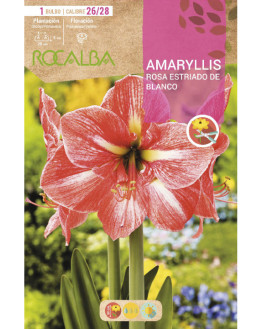 ROCA AMARYLLIS ROSA...