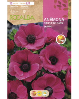 ROCA SYLPHIDE PURPURA BOLSA...