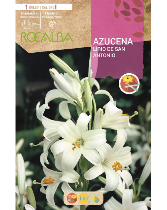 ROCA AZUCENAS BLANCO BOLSA EBAZ6515