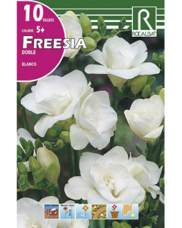 ROCA FREESIAS DOBLES BLANCO...