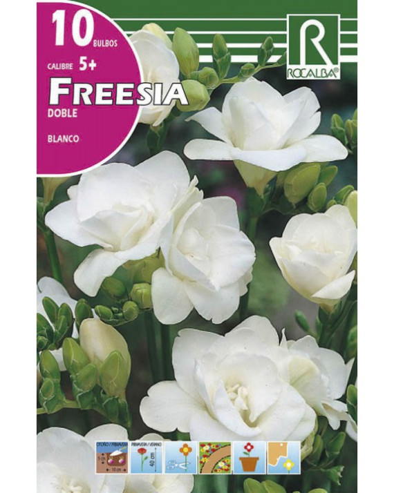 ROCA FREESIAS DOBLES BLANCO BOLSA...