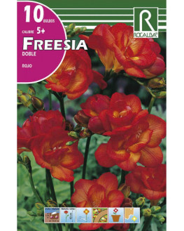 ROCA FREESIAS DOBLES ROJO...