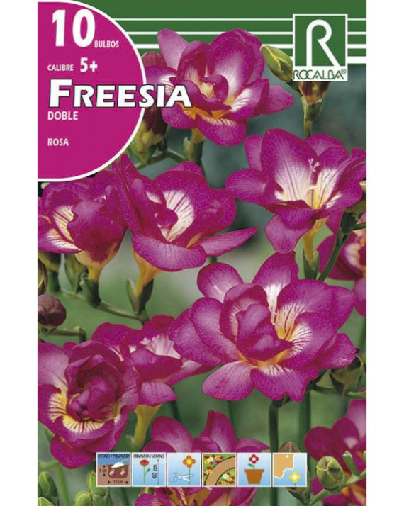 ROCA FREESIAS DOBLES ROSA  BOLSA...