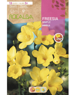ROCA FREESIAS SIMPLES...