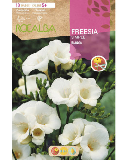 ROCA FREESIAS SIMPLES...