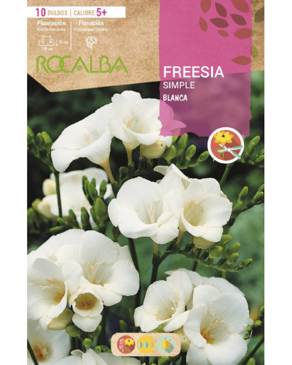 ROCA FREESIAS SIMPLES BLANCO BOLSA...