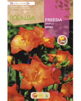 ROCA FREESIAS SIMPLES...