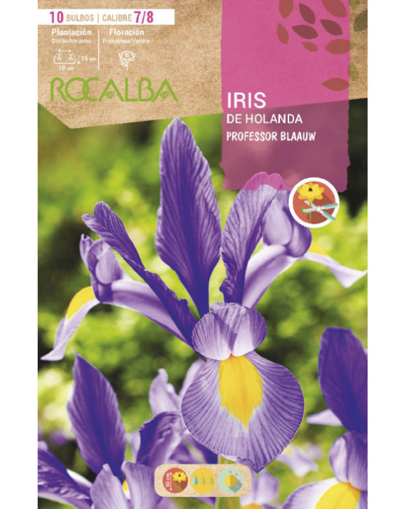 ROCA PROFESSOR BLAAUW AZUL INTENSO...