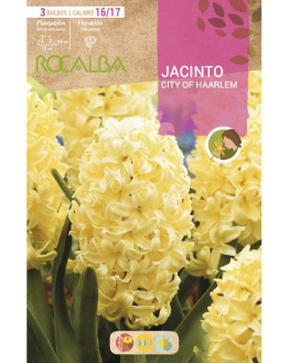 ROCA CITY OF HAARLEM...