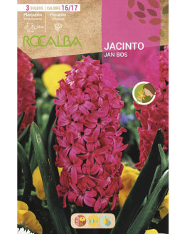 ROCA JAN BOS ROJO INTENSO...