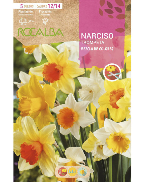 ROCA NARCISOS TROMPETA MEZCLA DE...