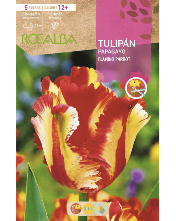 ROCA FLAMING PARROT AMARILLO ROJO CON...