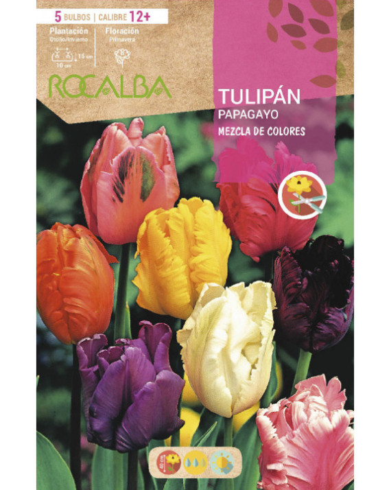 ROCA TULIPAN PAPAGAYO MEZCLA DE...
