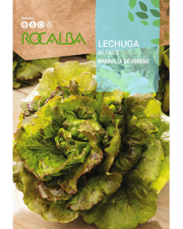 ROCA LECHUGA MARAVILLA DE...