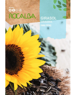 ROCA GIRASOL PARA PIPAS...