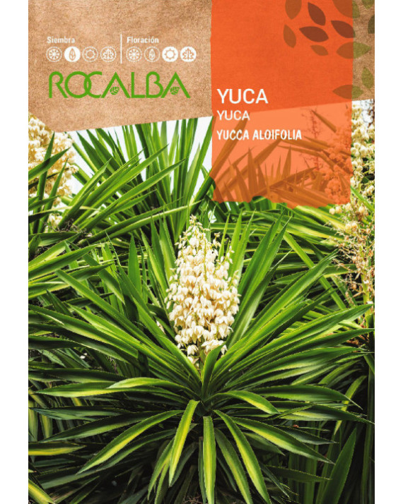 ROCA YUCA FNFC6735