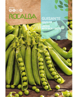 ROCA GUISANTE LINCOLN SHBN4050