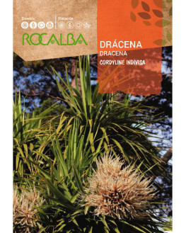 ROCA DRACENA CORDYLINE...