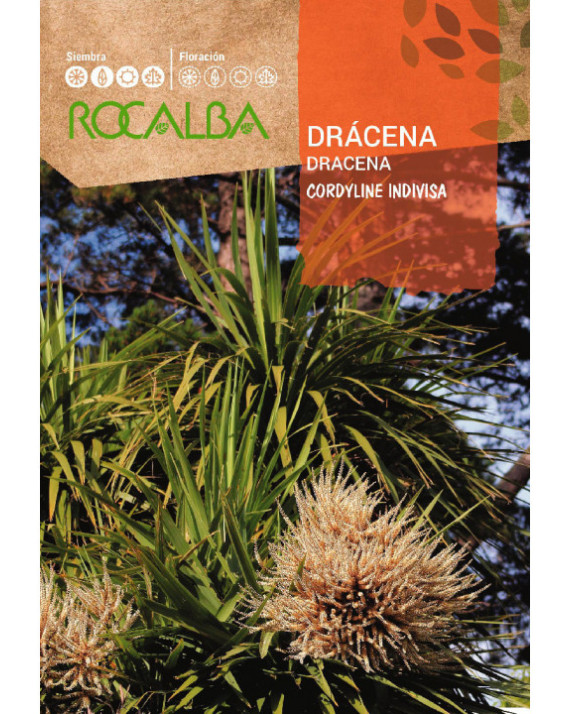 ROCA DRACENA CORDYLINE INDIVISA FNFC6670