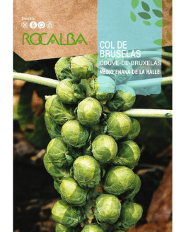 ROCA COL DE BRUSELA M.ENANA...