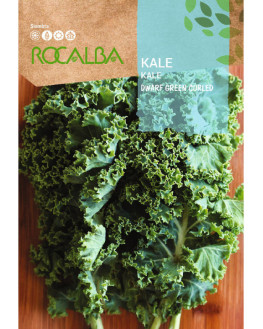 ROCA KALE DWARF GREEN...