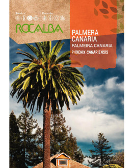 ROCA PALMERA CANARIA...