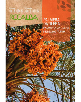 ROCA PALMERA DATILERA...