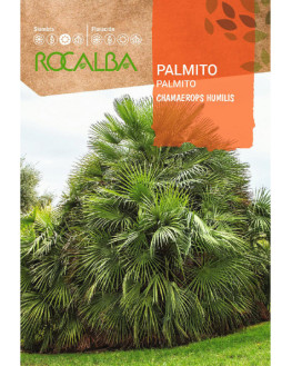ROCA PALMITO CHAMAEROPS...