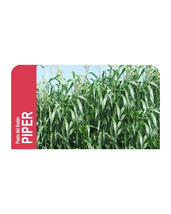 ROCA PASTO DEL SUDAN PIPER 100GR...