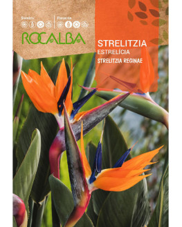 ROCA STRELITZIA REGINAE...
