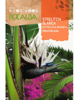 ROCA STRELITZIA BLANCA...