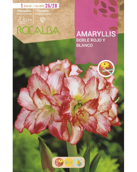 ROCA AMARYLLIS DOBLE ROYO Y BLANCO...