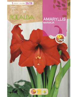 ROCA AMARYLLIS NARANJA...