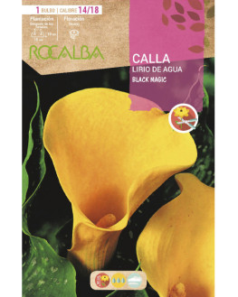 ROCA BLACK MAGIC AMARILLO...