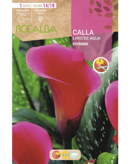 ROCA REHMANII ROSA BOLSA...