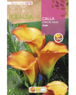 ROCA SELINA AMARILLO CON...