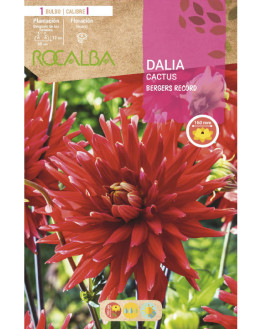 ROCA BERGERS RECORD ROJO...