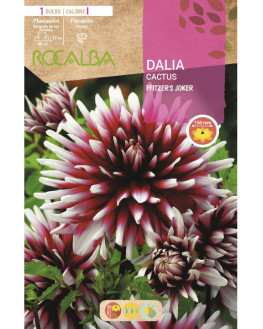 ROCA PFITZER'S JOKER ROJO...