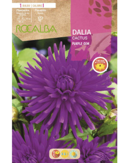 ROCA PURPLE GEM PURPURA...