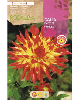 ROCA VUURVOGEL AMARILLO...